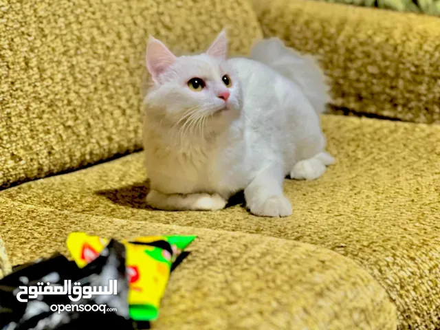 خط شيرازي عمر سنه وسته اشهر لون ابيض