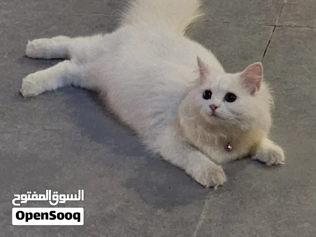 قط صغير للتبني
