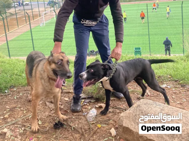 Pitt bull femmala 3 3mrha 7mois