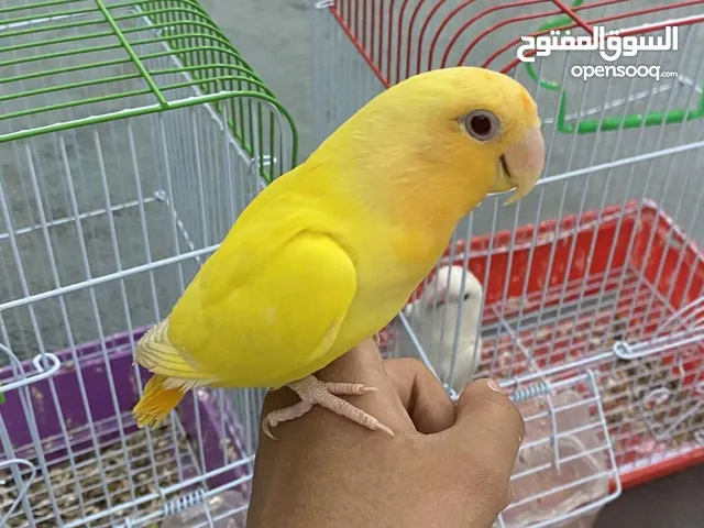 للبيع روز او لوفبيرد زوج وربوه خفيف
