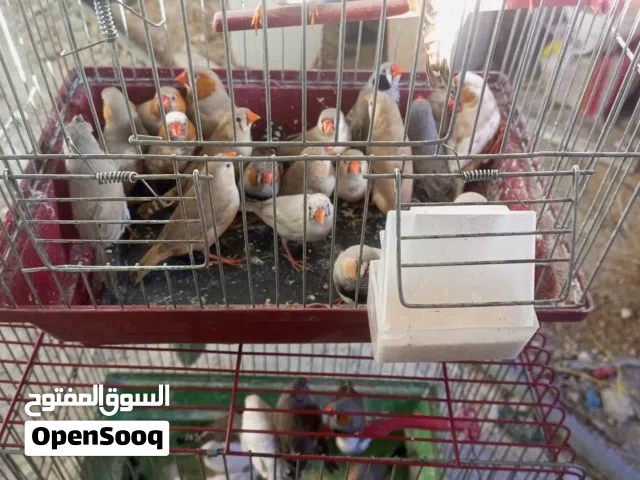طيور جنة 17 جوز  كلو شغال وتحتو بيض بل مطير
