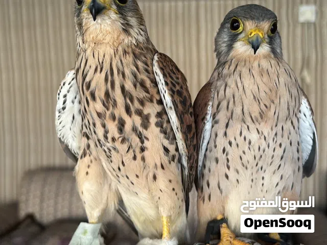 للبيع بذاوير ذكر و انثى زوجين (حط سعرك وشلهن)