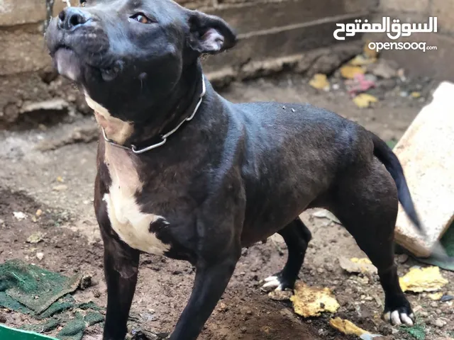 متاح بفضل الله انثى بيتبول بلاك نوز عشار 28 يوم باقيلها شهر تولد
