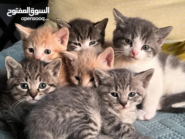 Luxury Maine Coon Kittens Available in UAE
