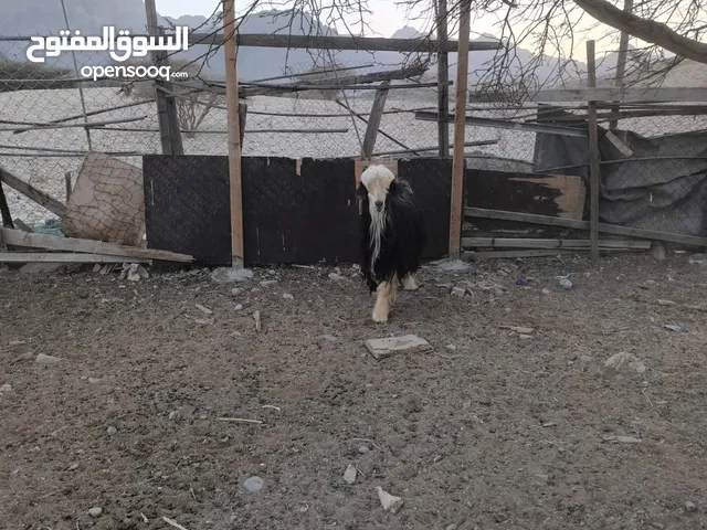 تيس من حلال الرحوب