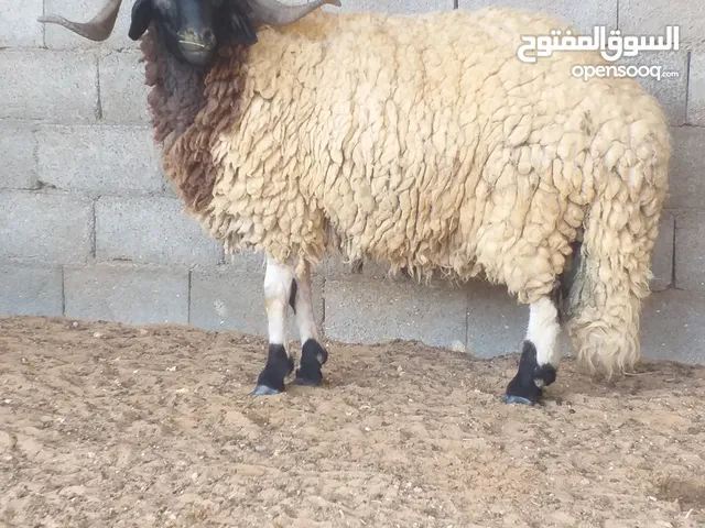 خروف وطني تني