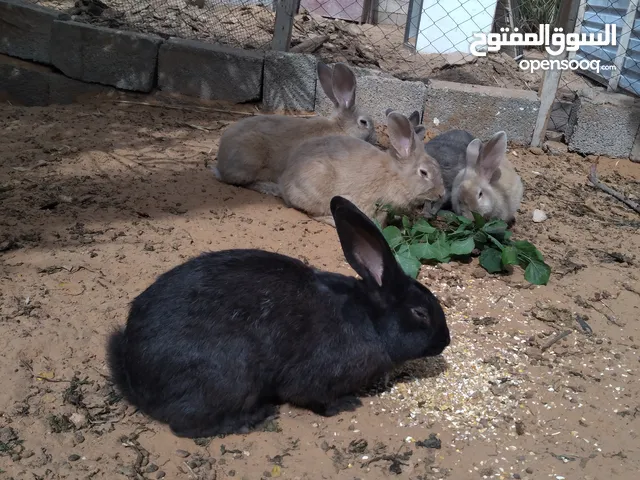 إنتاج ارانب المانيات