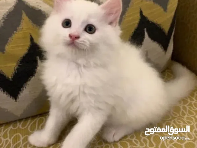 قطة شيرازية نظيفة جداً