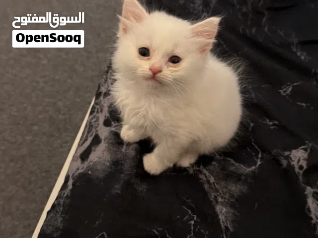 قطط للبيع مكس شيرازي و برتش