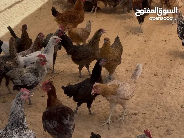 دجاج للبيع chicken for sale