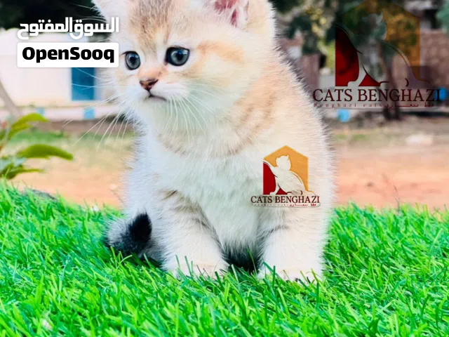 قطط سكوتش استريت