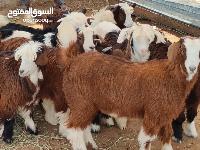 للبيع جداية 7 صخلات 3 حلال طيب ماشاء الله من حلال رحوب شي طيب ذكر الله فرصة الي يدور شي زين سعر طيب