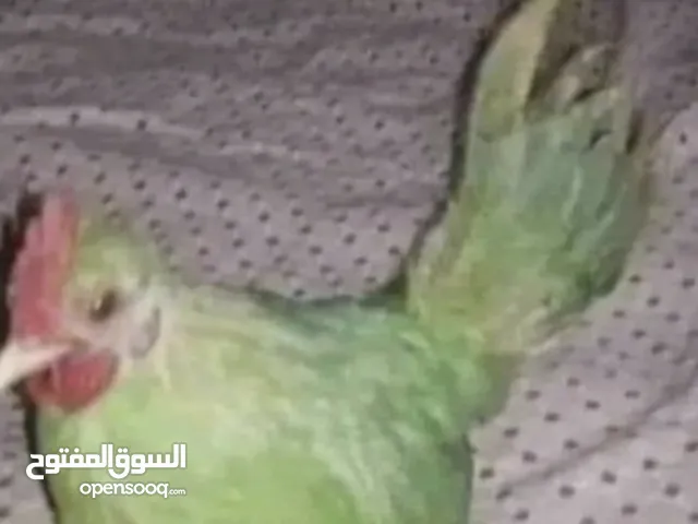 بغدجاء للبيع مستعجل وب سعر رخيص