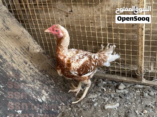 دجاجه باكستانيه اصل