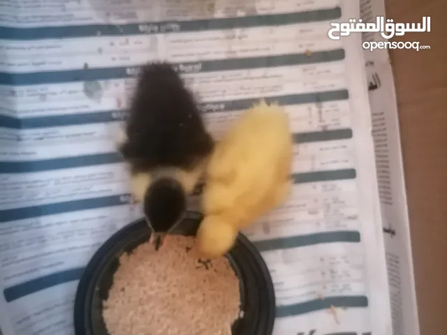 بطتين لعبات ونشاطات العمر اسبوع للاستفسار الرجاء التواصل على الرقم