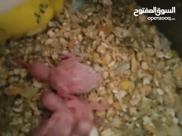 كوم حب جوز تحتو فرخين وجه فطم وجوز تحتو 3 فراخ عمر اسبوع وجوز جنة و 10 مخاليف حب ومطير