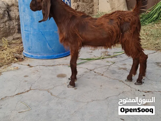سخل باكستانيه اصل (بيور صنف)