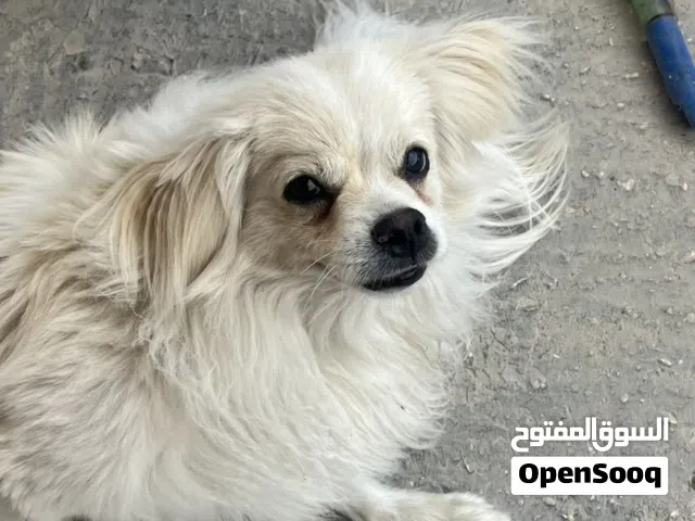كلب شيواوا للبيع، قابل للتفاوض
