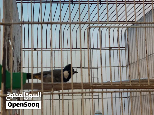 ذكر بلبل عراقي للبيع او للبدل