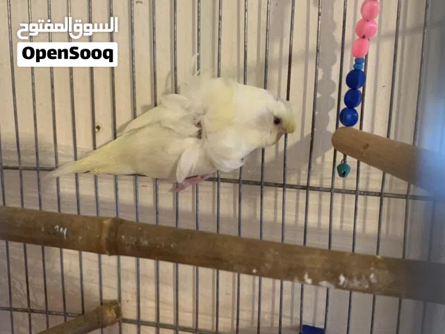 طيور حب هوجو لثنين عين حمرا للبيع او بدل على كوكتيل اليف او طيور تانيه