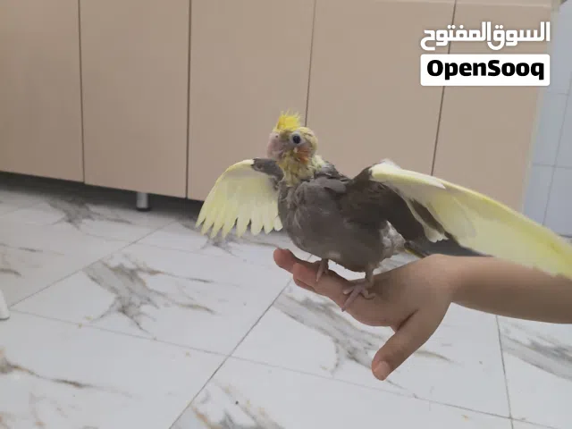 كوكتيل بقري عمرشهر وشويه انتاجي مال بيت ربه طينه.