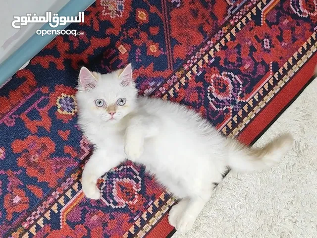 قطة صغيرة هملايا مع الأغراض كاملة والتوصيل فوري