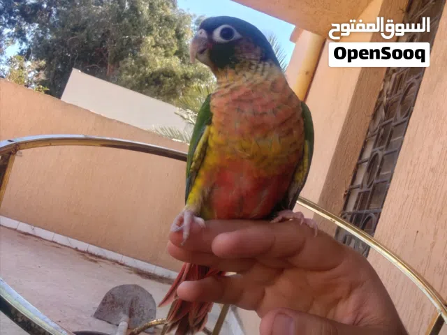 كنيور الأب يلو والام اناناس إنتاج محلي شهر 4