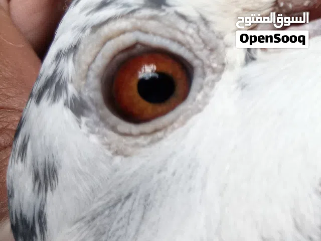 ذكر زاجل بخمسة الف