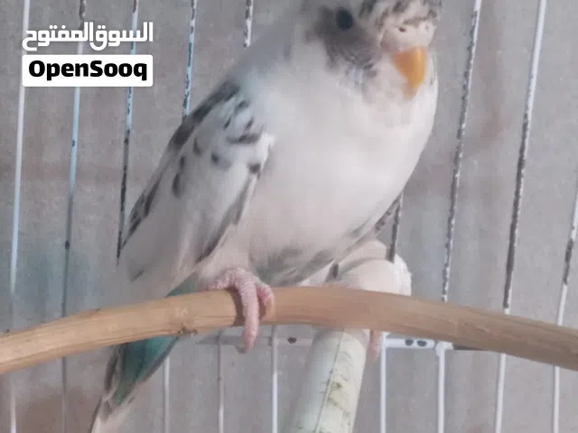 انتي بلاك وينج