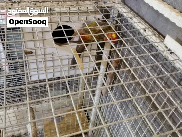 طيور روزيلا مال محميه