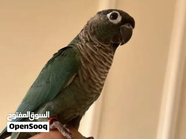 كنيور بلو شيك هدد خارجي