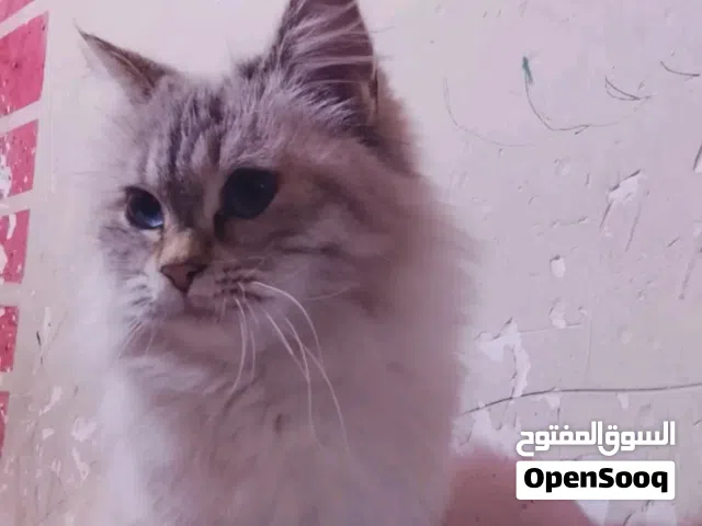 بزونه هملايه للبيع  ويه مجال و عيونها ثلجيه و الو صف مهم