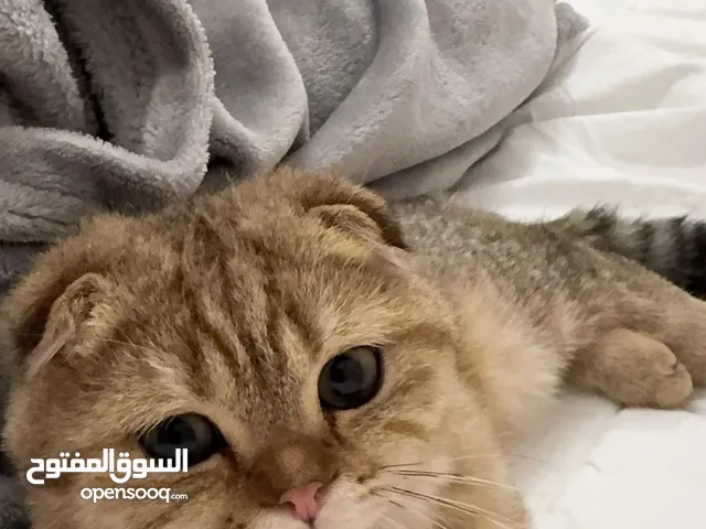 قط لطيف جداً من نوع سكوتش فولد  Cute Scottish Fold Kitten