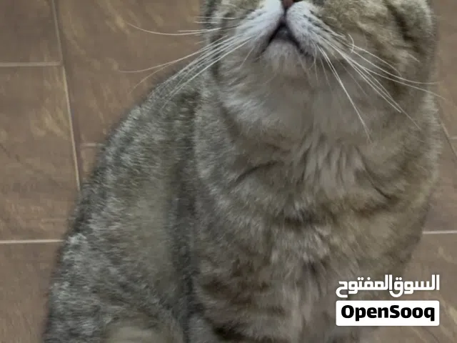 Scottish Fold
