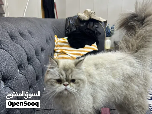 قطه للبيع انثى