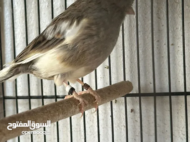 متاح اجواز كنار وكوكتيل وايت فيس وجوز حب