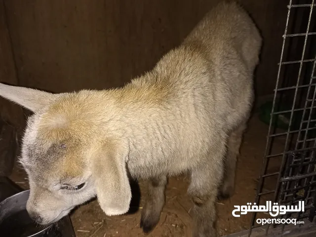 جدي فرنساوي