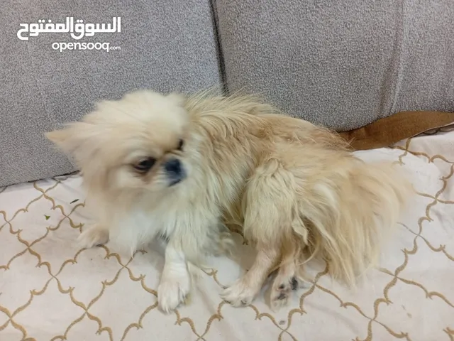 كلب زينه للبيع من سلاله صينيه