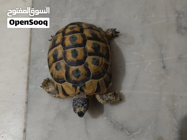 فكرونه للبيع