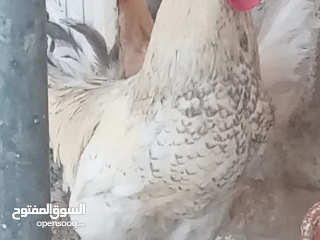 ديوك منوعة