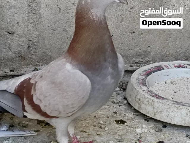 متاح 6جواز سعر اجوز 7ليرات