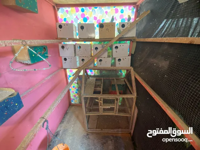 محميه جبيره وياها زوج صافي الجناح وتك ريمبو ب150بيهم مجال