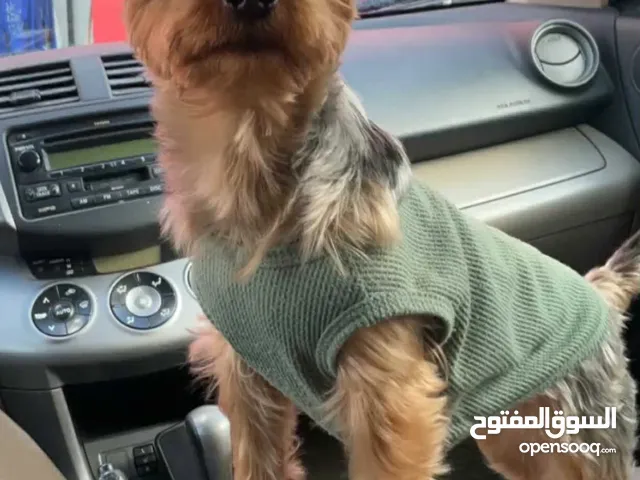 يوركشير ثلث سنين عمرو لطيف جد و لعوب ذكر