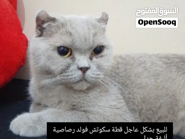 قطة سكوتش فولد للبيع