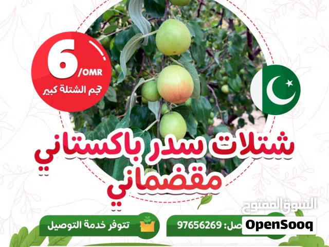 شتلات وأشجار السدر نبق النادرة شجرة سدر تفاحي، مقضماني، سكرية ذات جودة عالية من مشتل الأرياف sider