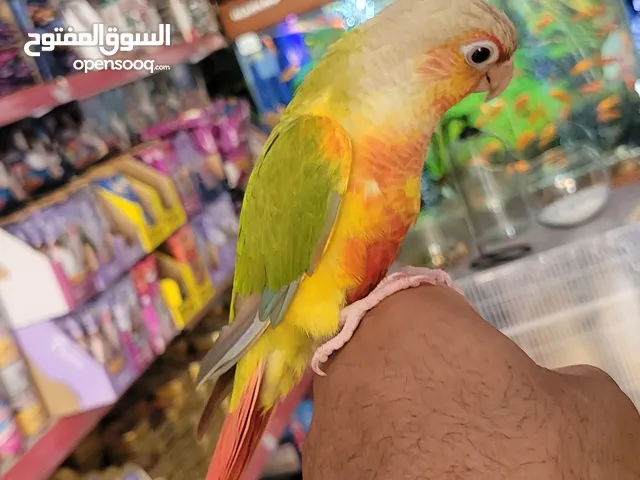 المولينا الاناناس