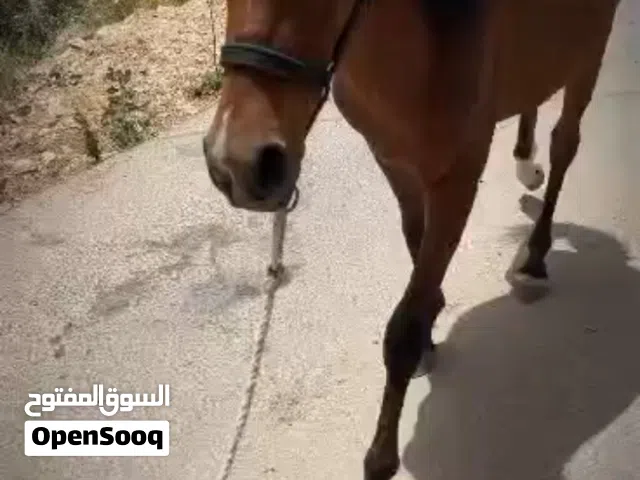 مهر عمره سنه دم حامي