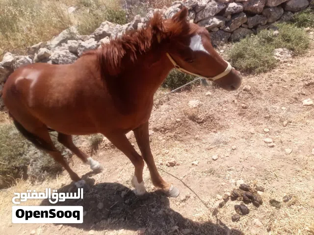 خيل عربي بندوق اصيل مركوب مافيه خوف مكفول سياحه اشي نخب بصلاه على النبي