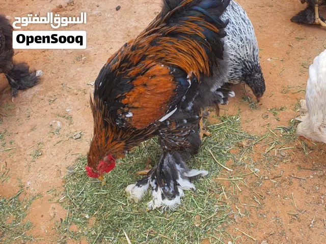 ديوك ابراهما عملاق