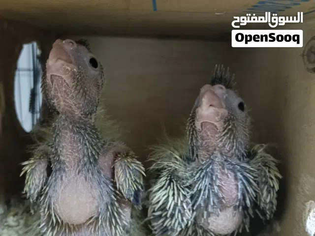 فراخ كوكتيل للتأكيل اليدوي طيور روز طيور تركيبات رينبو (الوصف مهم  )